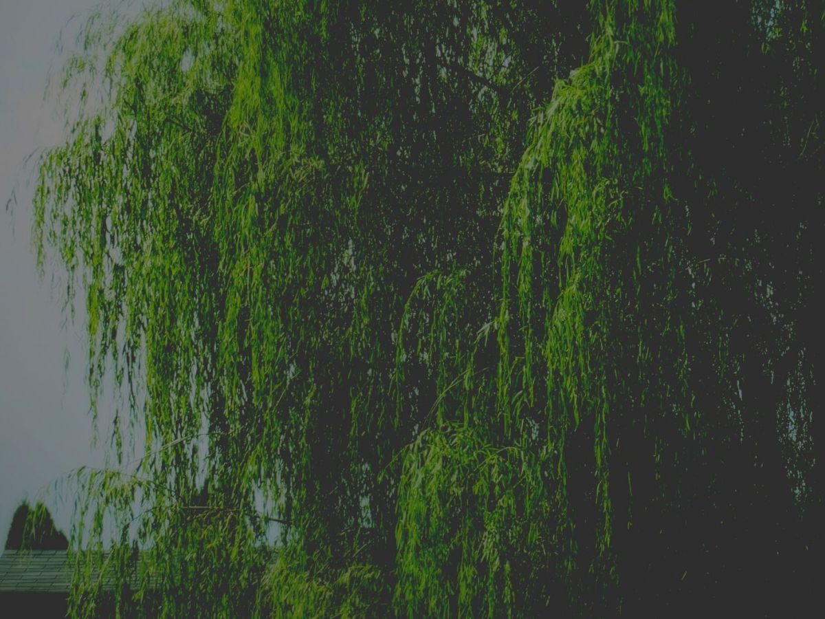 Beneath The Willow Tree&nbsp;Update