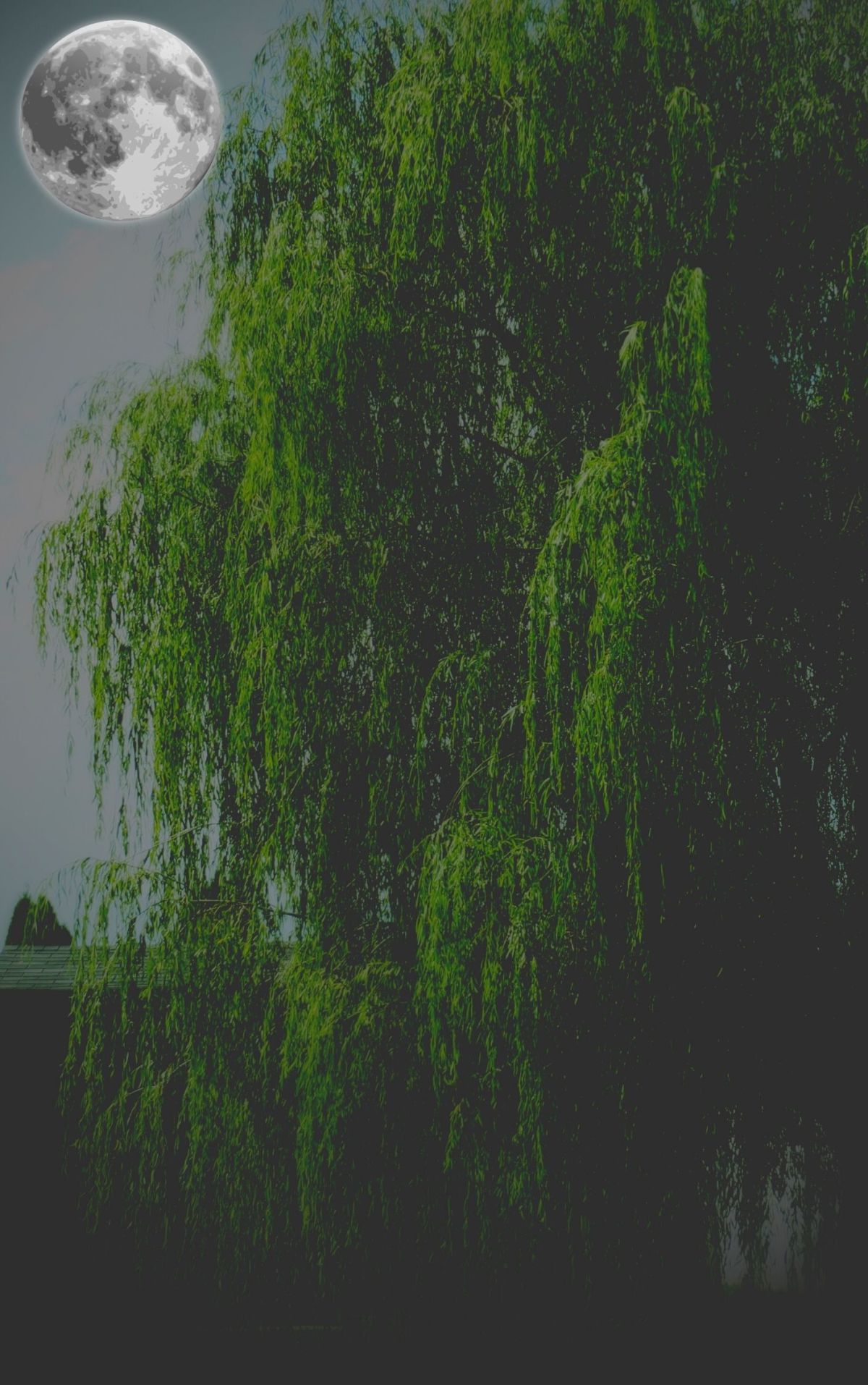Beneath The Willow Tree&nbsp;Update